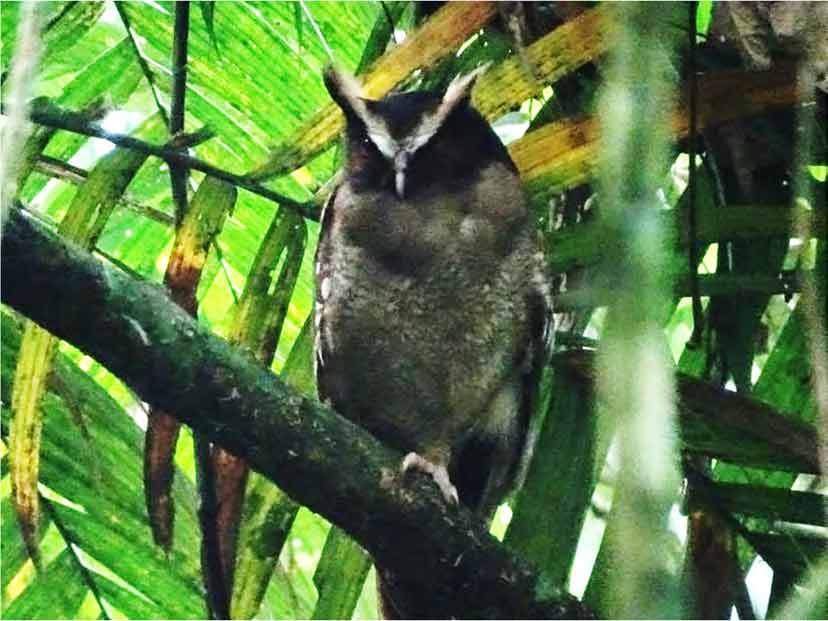 Crested Owl 