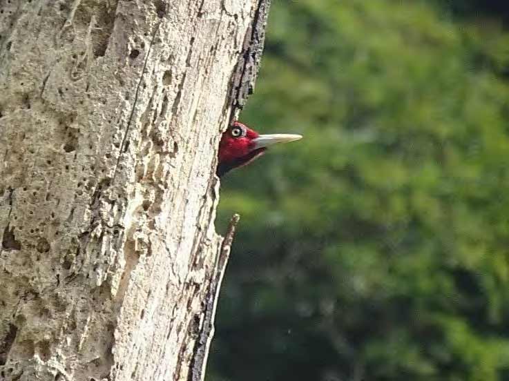 Pale-billed Woodpecker 