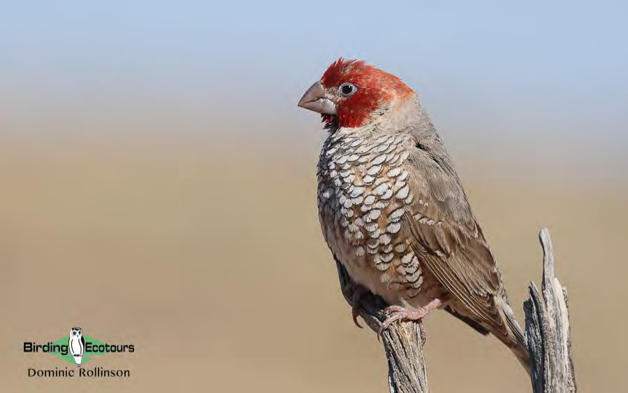 Red-headed Finches 