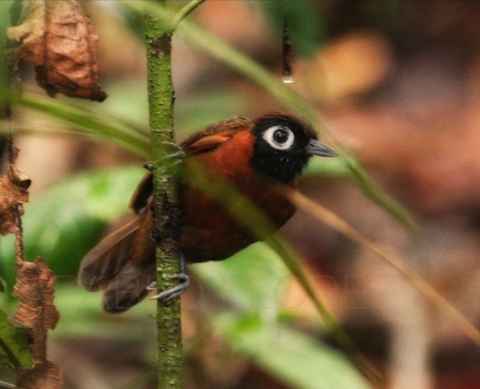 Chestnut-crested Antbird