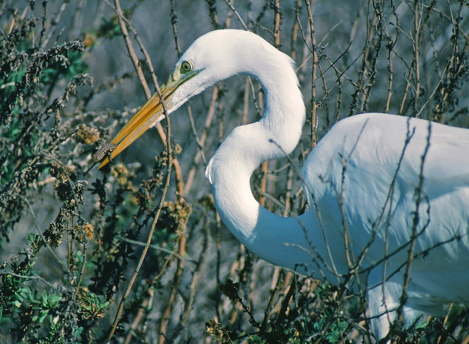 Great Egret with Common Side-blotched Lizard