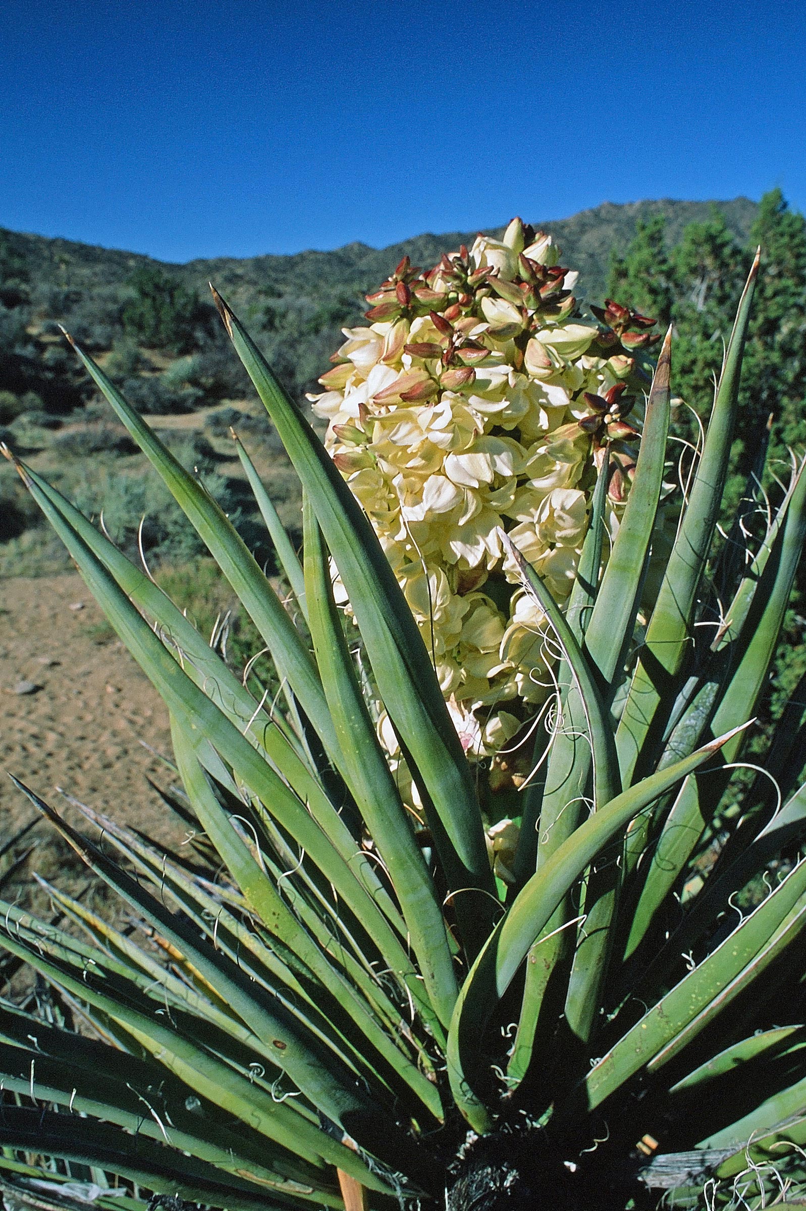 Mojave Yucca