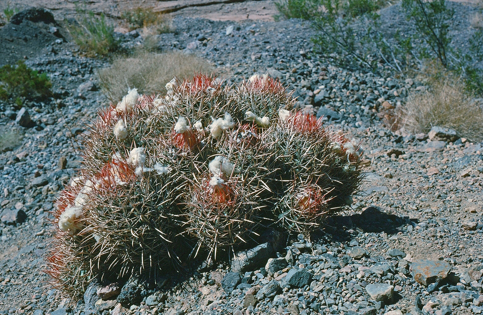 Cottontop Cactus