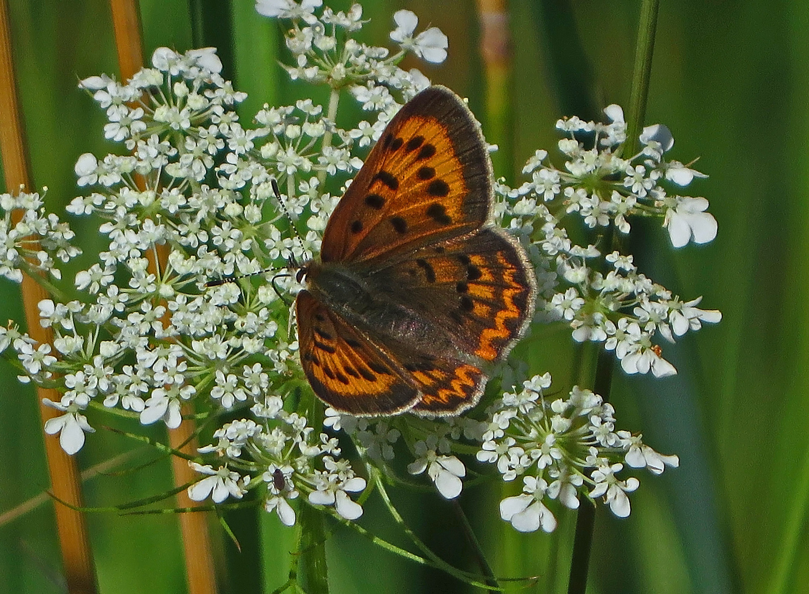 Purplish Copper Butterfly (Lycaena helloides)