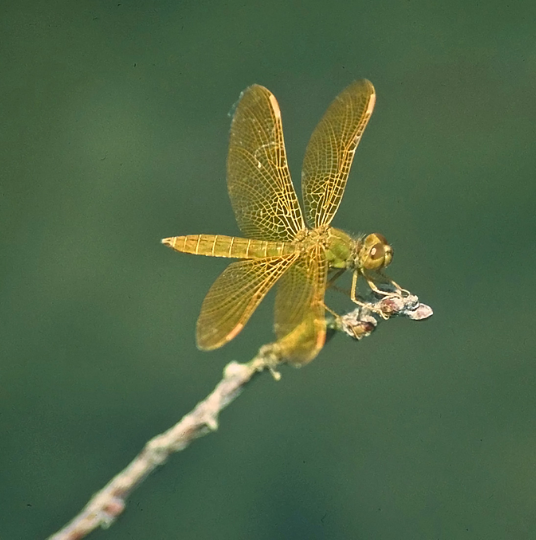 Mexican Amberwing Dragonfly (Perithemis intensa)