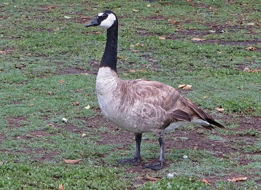 Canada Goose (ss maxima)