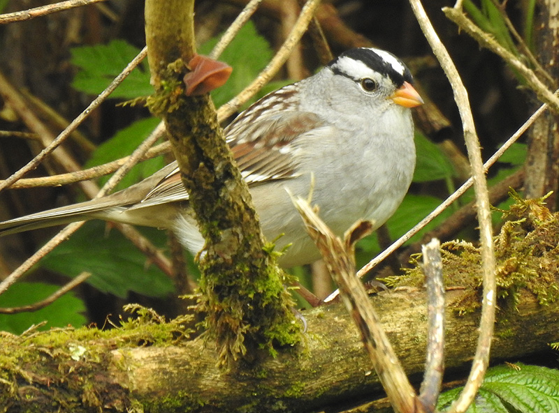 White-crowned Sparrow (Gambelii)