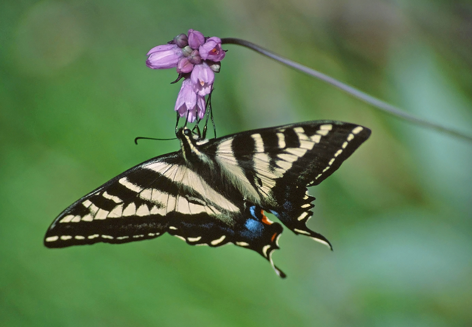 Pale Swallowtail Butterfly (Papilio eurymedon)