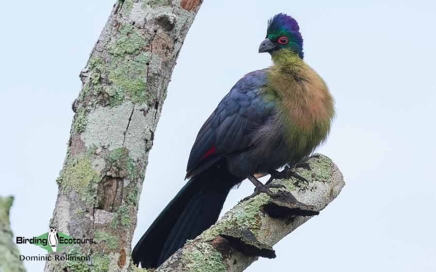 Purple-crested Turacos 
