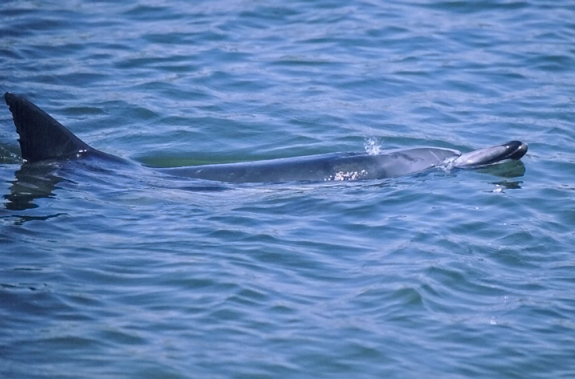 Long-beaked Common Dolphin (Delphinus capensis)