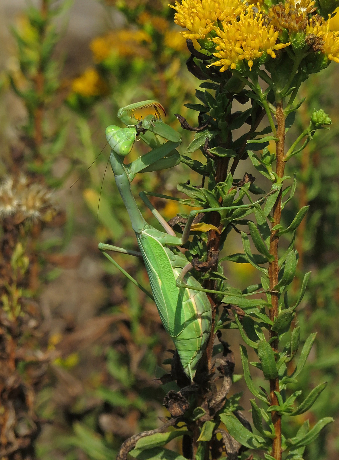 Arizona Mantis (Stagmomantis limbata)