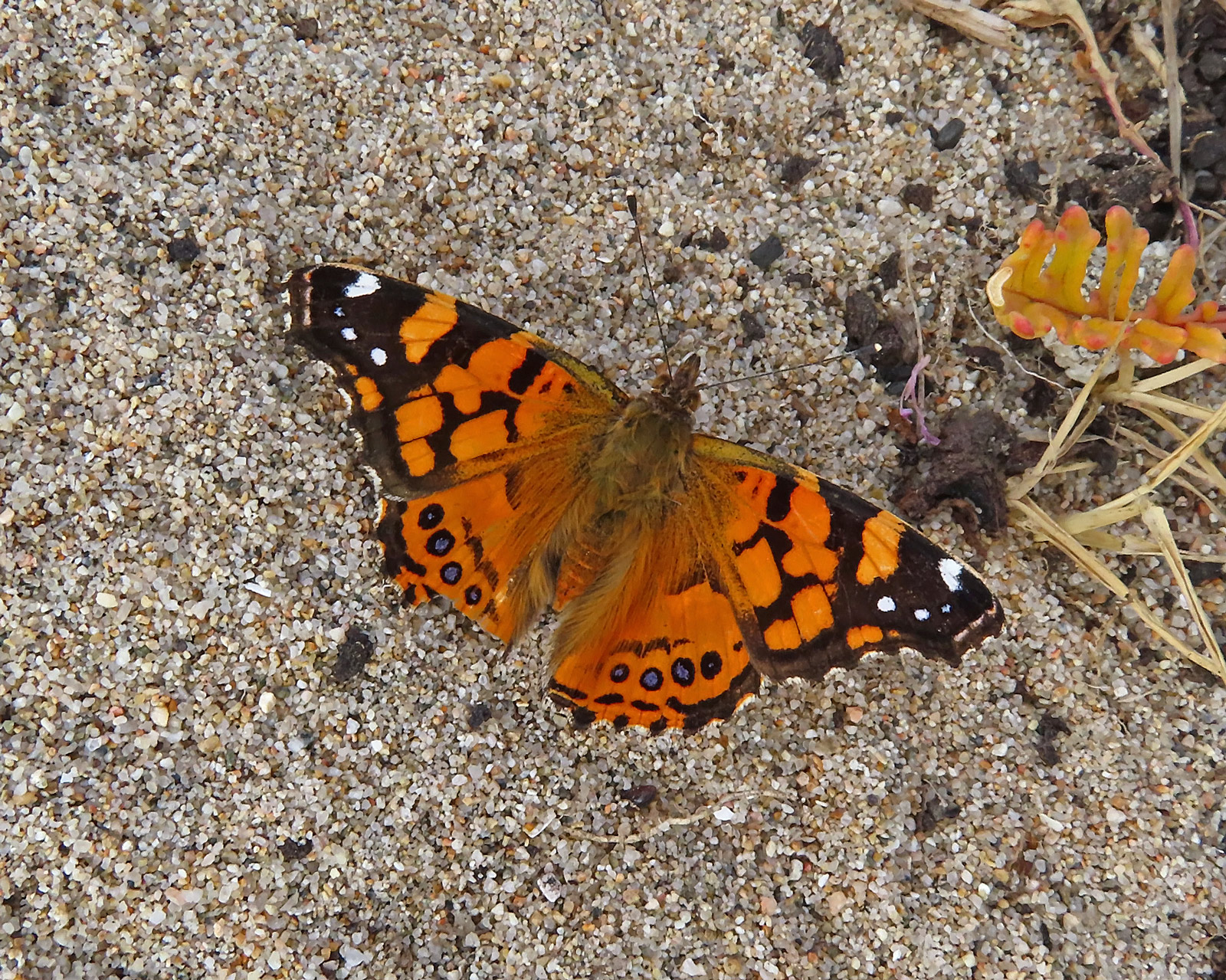 West Coast Lady Butterfly (Vanessa annabella)