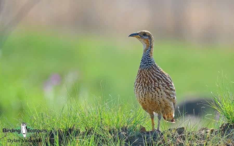 Red-winged Francolin 
