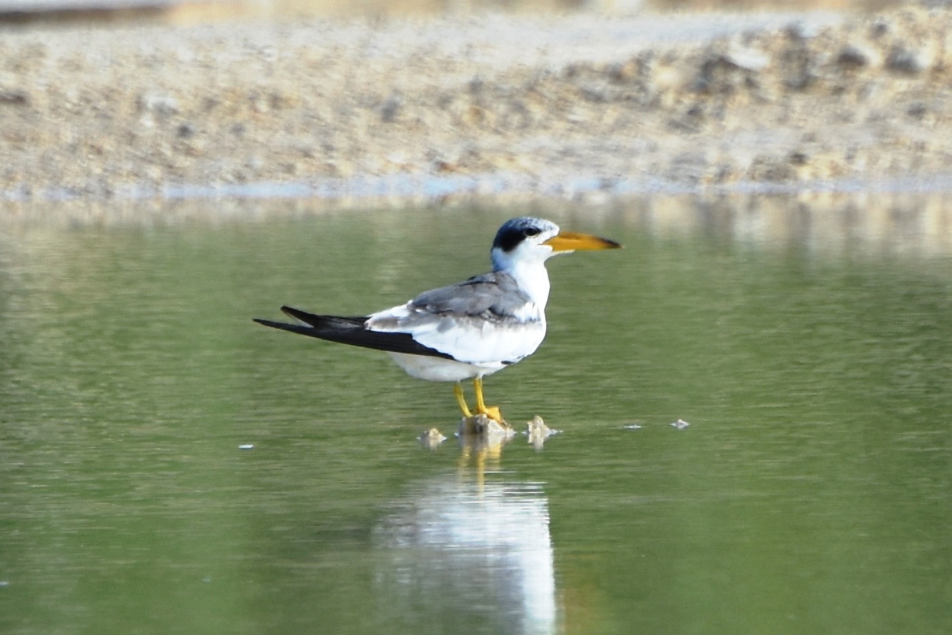 Large-billed Tern