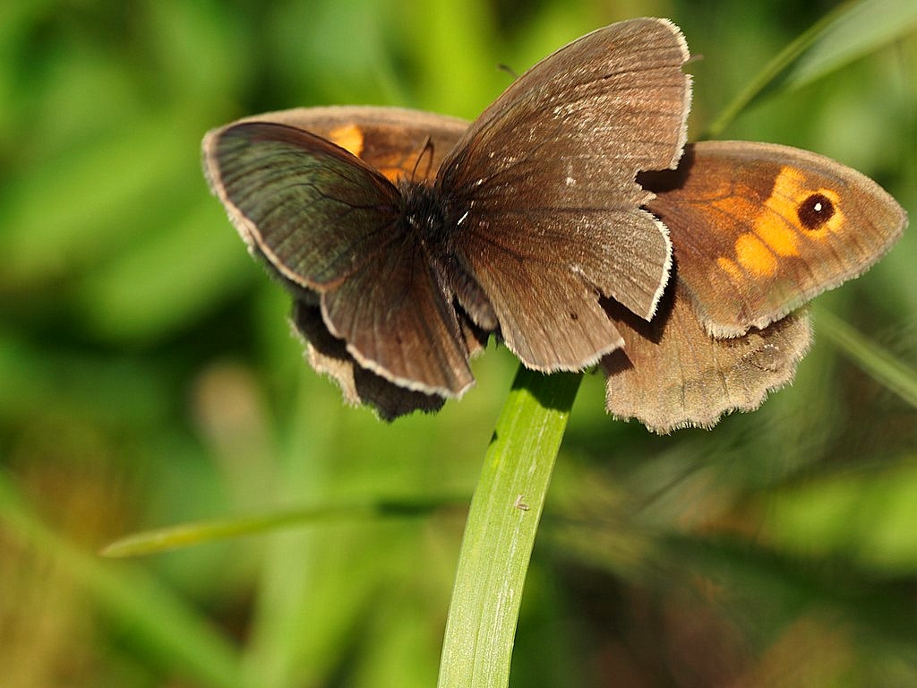 Meadow Brown and Ringlet 