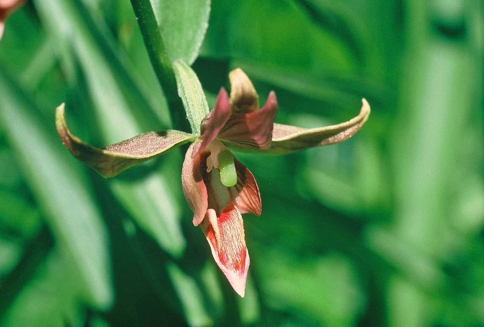 Stream Orchid (Epipactis gigantea)