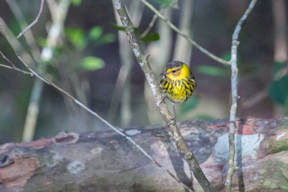 Cape May Warbler 