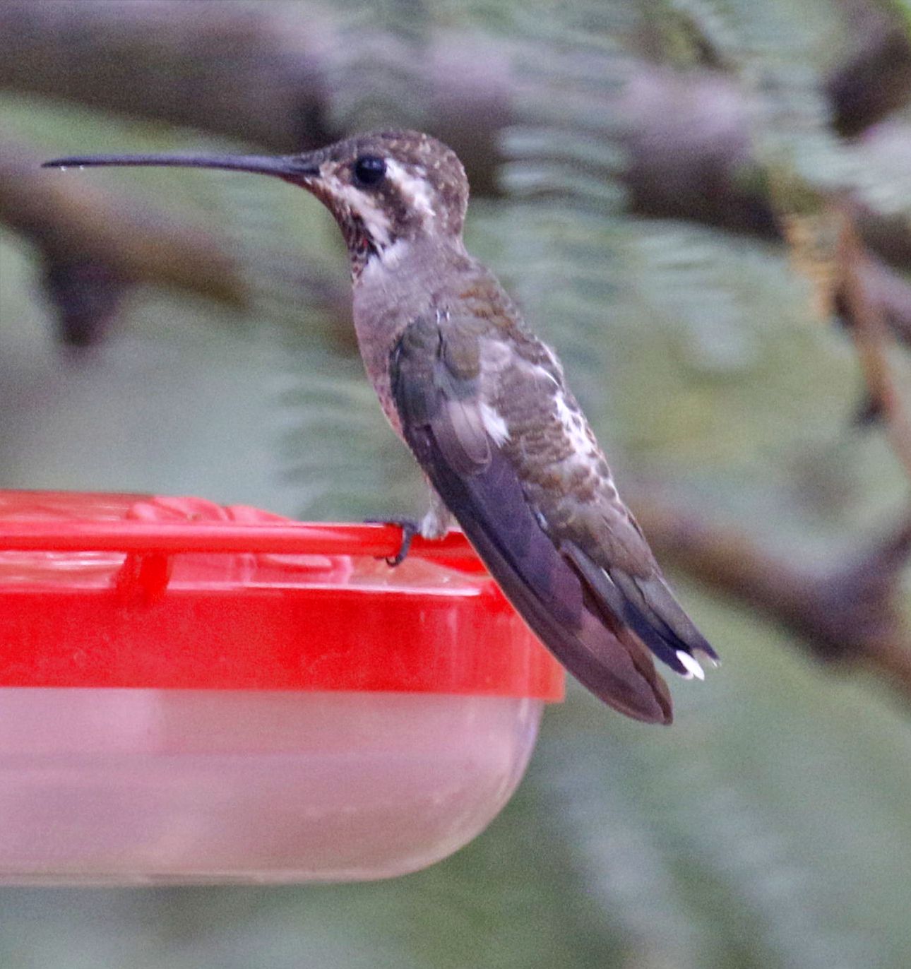 Plain-capped Starthroat Hummingbird