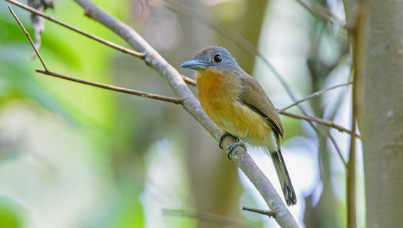 Grey-cheeked Nunlet 