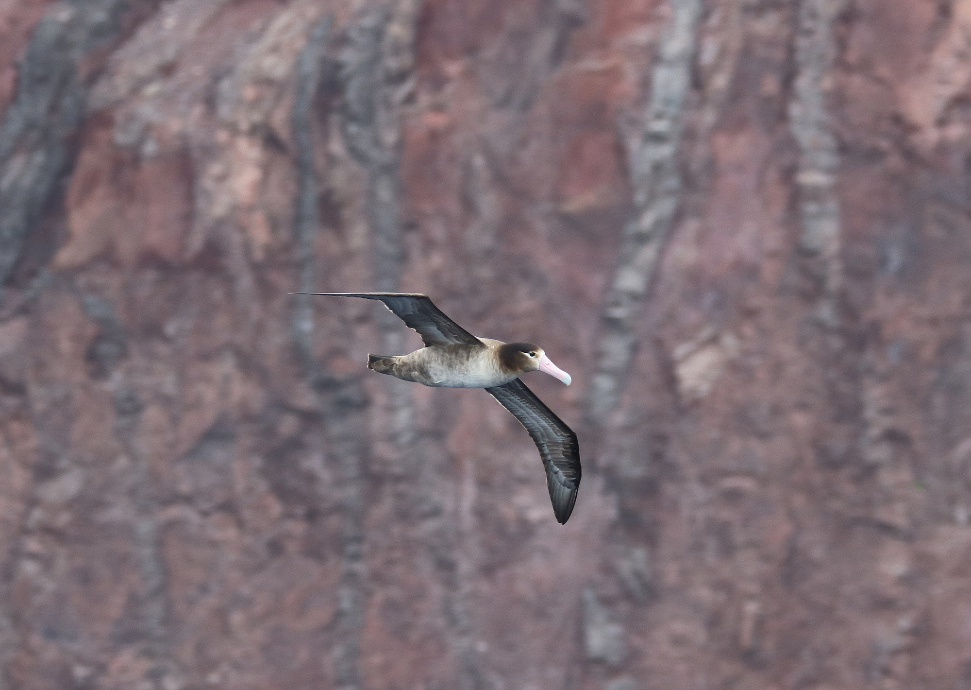 Short-Tailed Albatross
