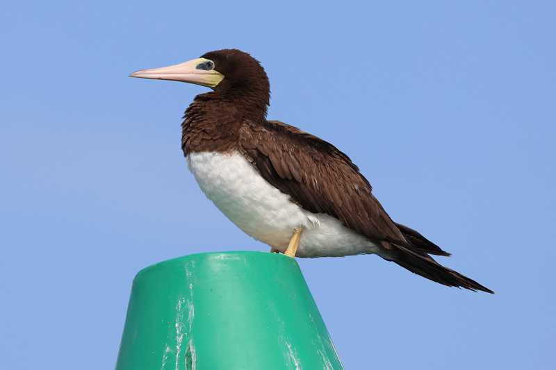 Female Brown Booby