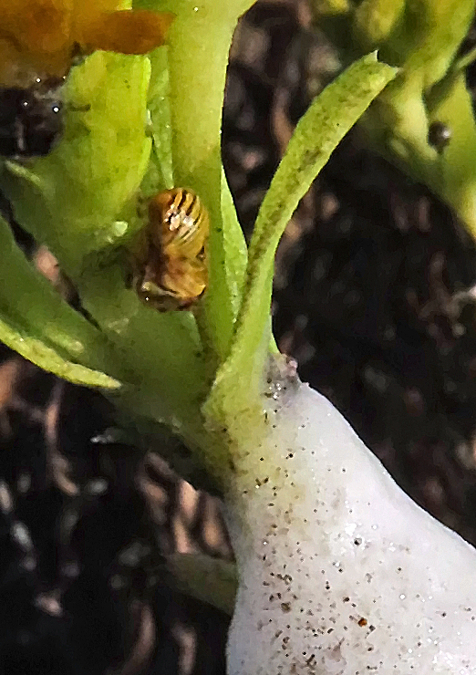Spittle Bug (Clastoptera lineatocollis)