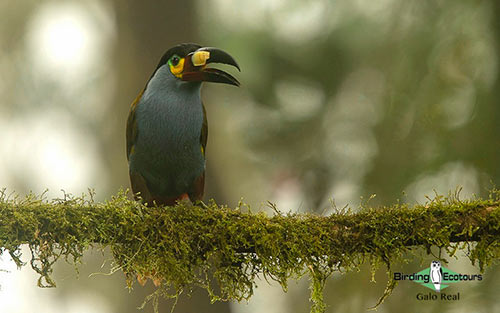 Plate-billed Mountain Toucan 