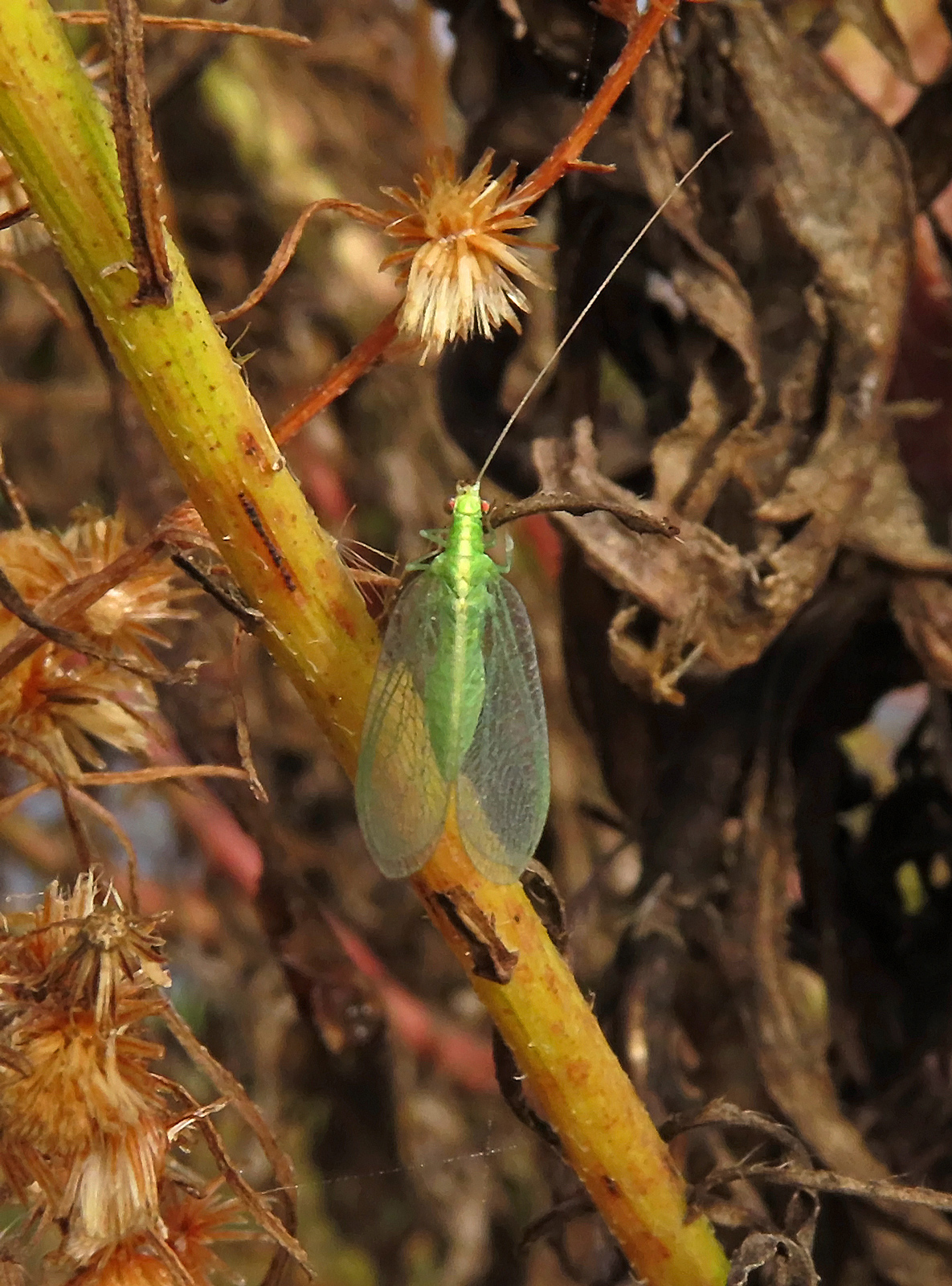 Comanche Green Lacewing (Chrysoperla comanche)