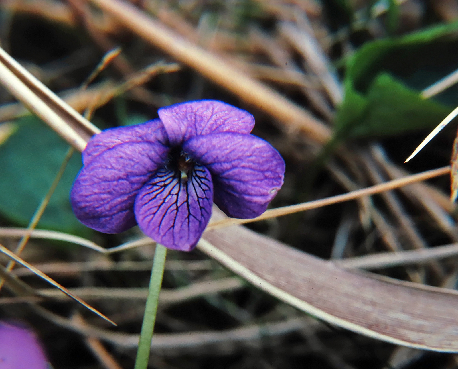 Aleutian Violet (Alaska Violet)
