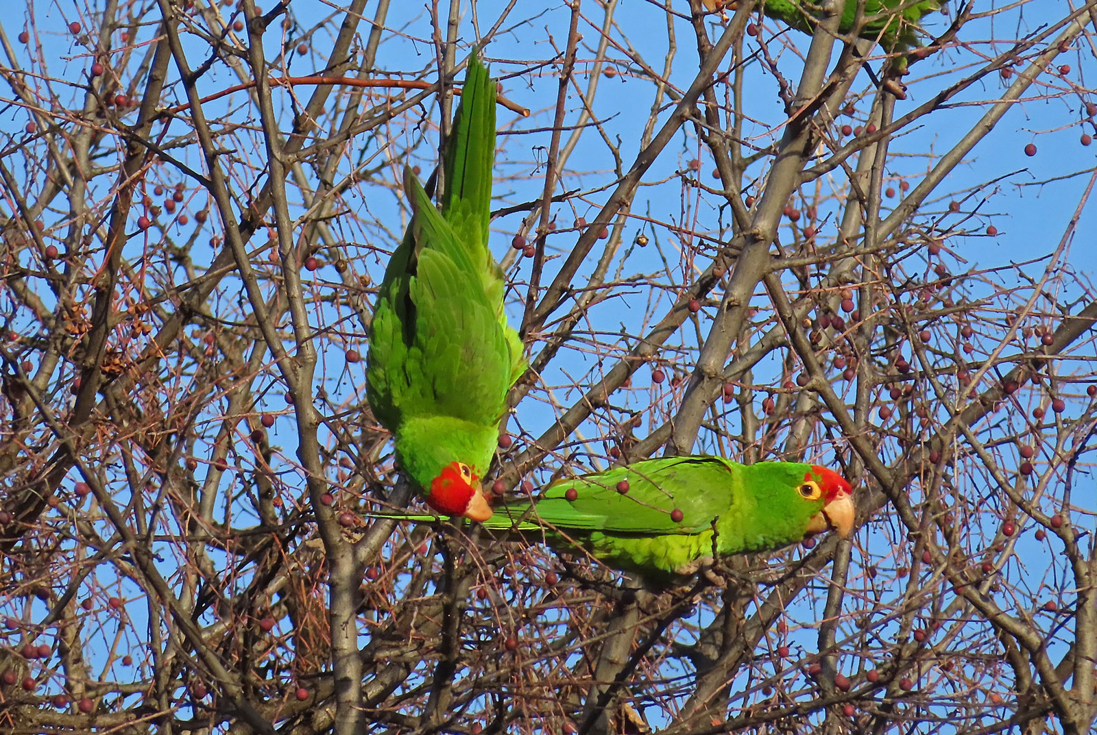 Mitred/Red-masked Parakeet